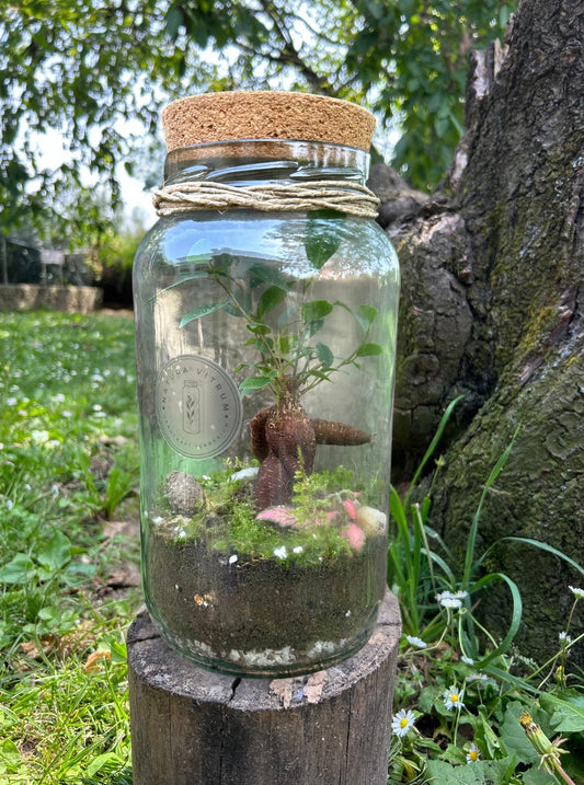 Bonsai in vetro